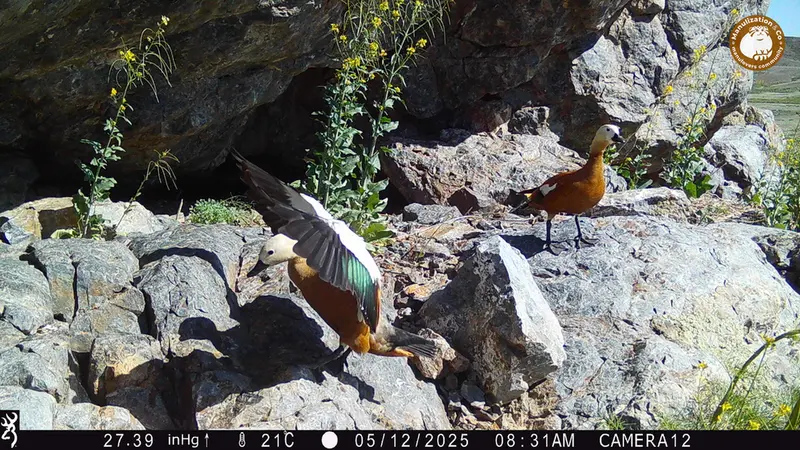 Фотография Огаря с фотоловушки Жунды 1