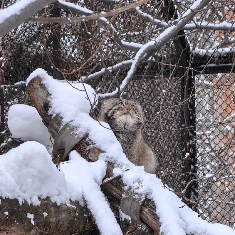 Фотография Ачи в Новосибирском Зоопарке