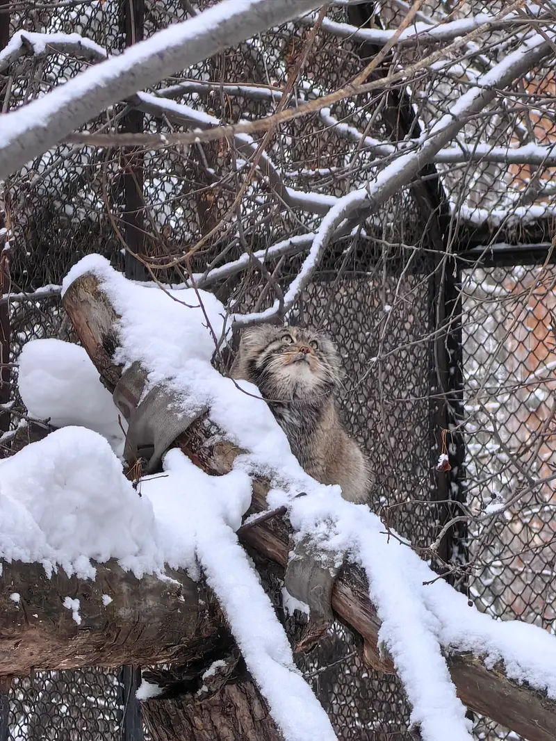 Фотография Ачи в Новосибирском Зоопарке