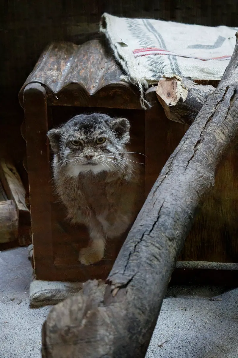 Фотография Примулы в Зоопарке Уено