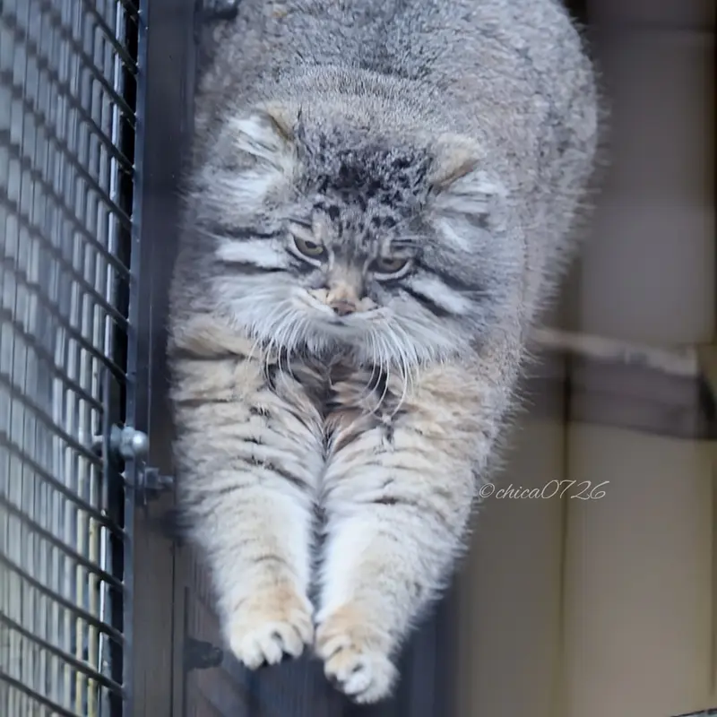 Фотография Груши в Зоопарке Асахияма