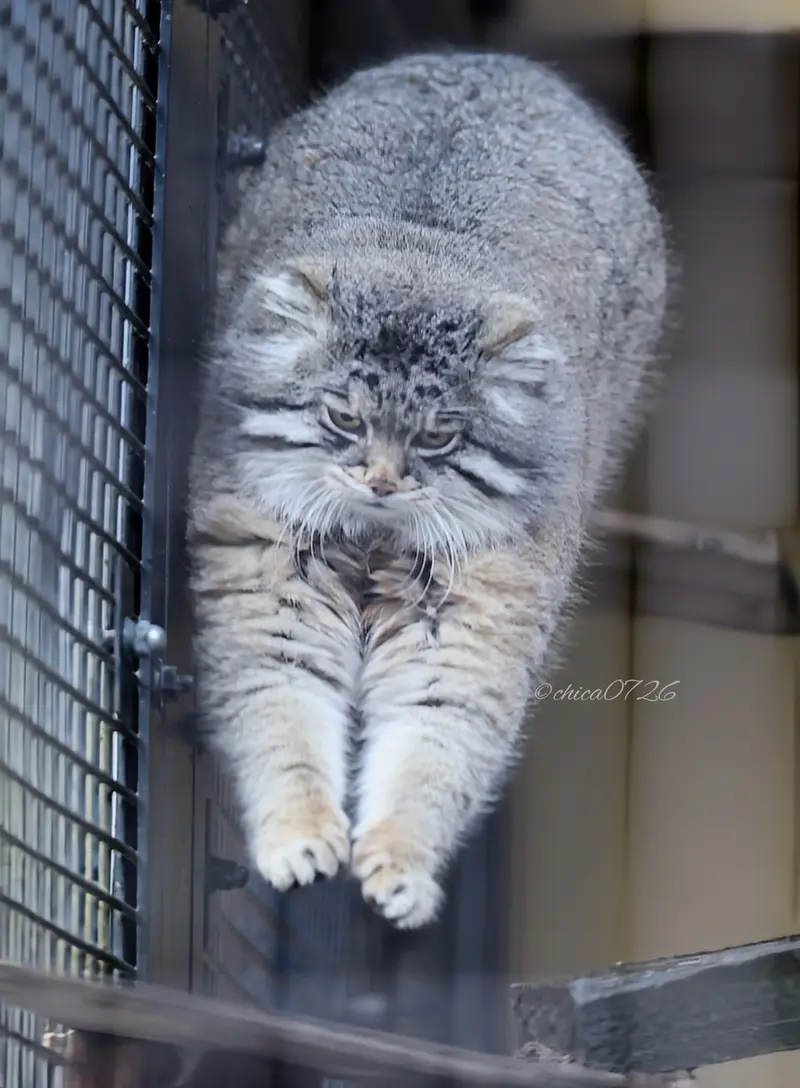 Фотография Груши в Зоопарке Асахияма