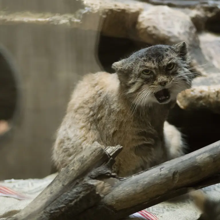 Фотография Примулы в Зоопарке Уено