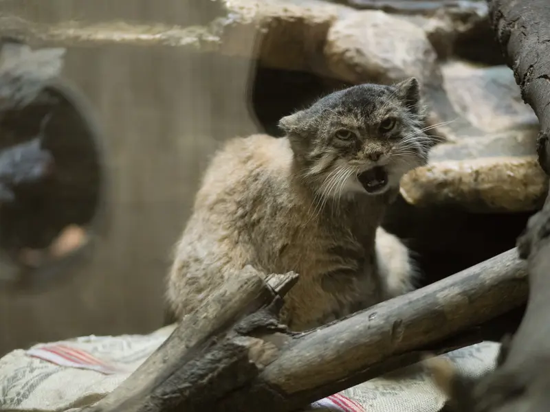 Фотография Примулы в Зоопарке Уено