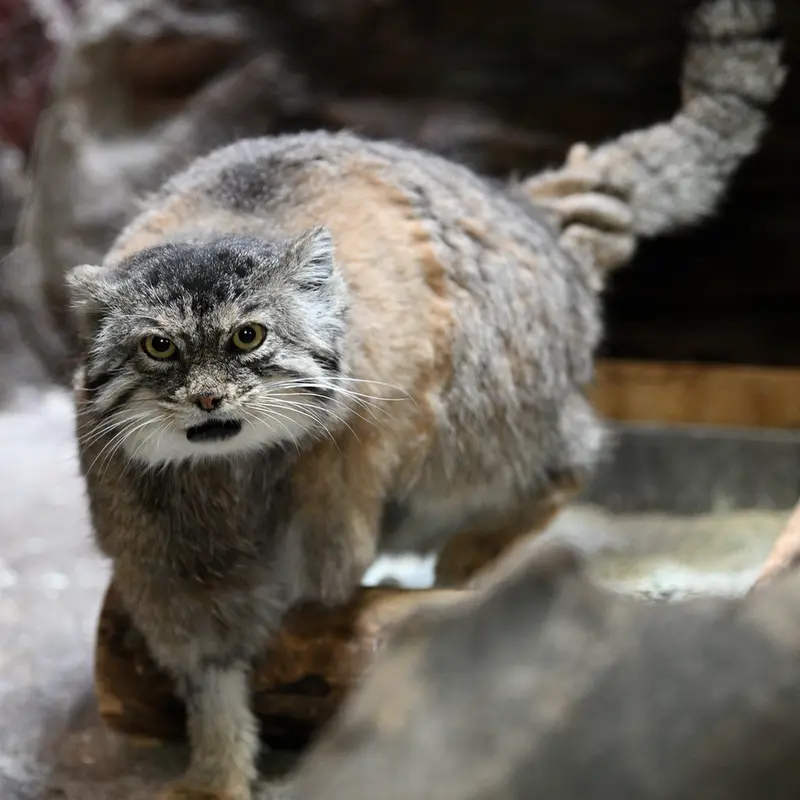 Фотография Примулы в Зоопарке Уено