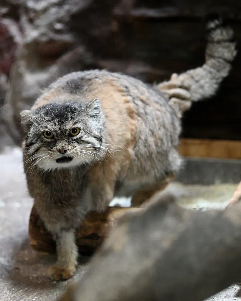 Фотография Примулы в Зоопарке Уено