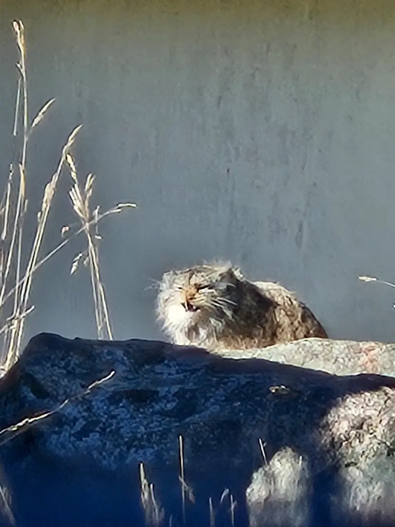 Фотография Мими в Зоопарке Коркеасаари