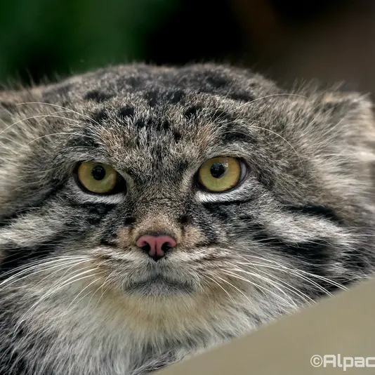 Фотография Нара в Царстве Животных Кобе