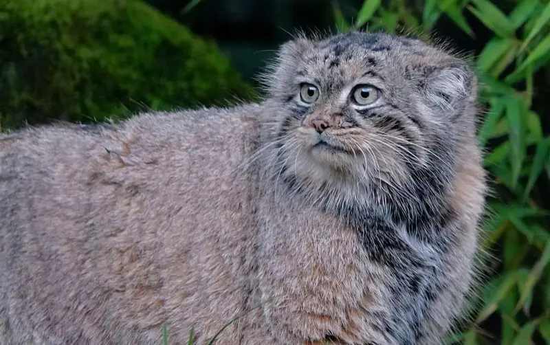 Фотография Пус в Роттердамском Зоопарке