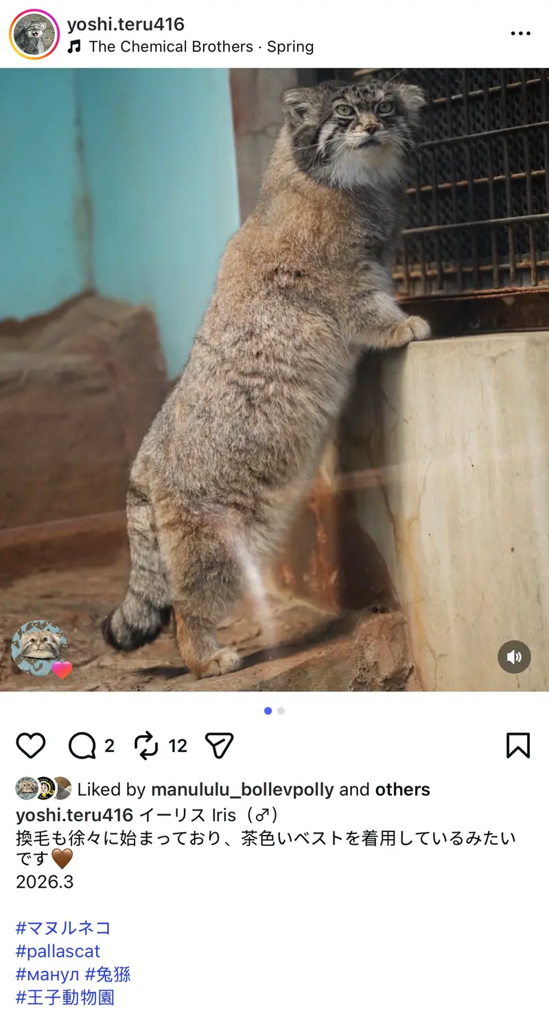 Фотография с манулом