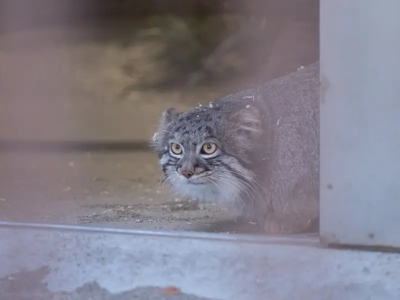 Фотография Фиги в Зоопарке Ногеяме