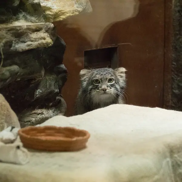 Фотография Фиги в Зоопарке Уено