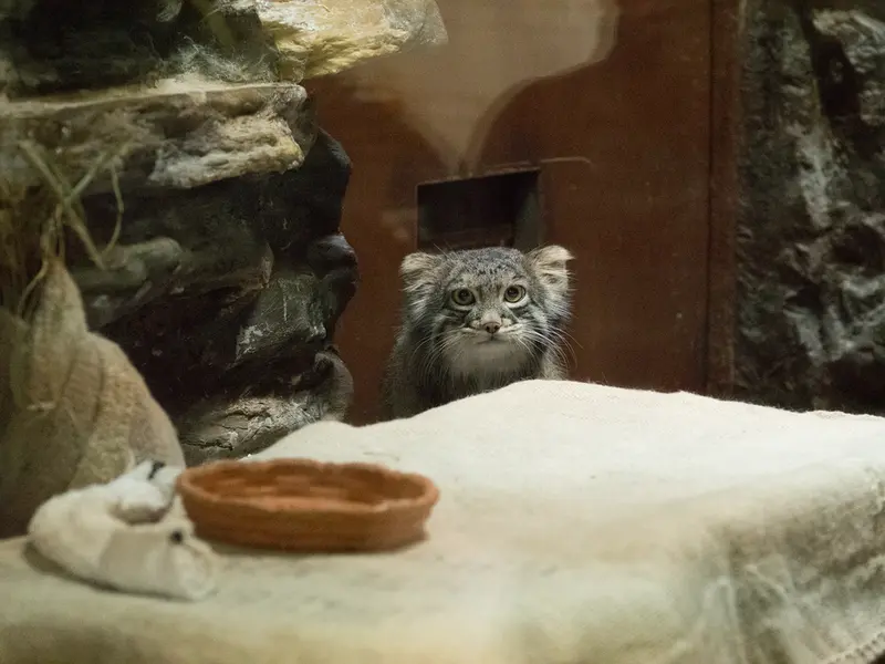 Фотография Фиги в Зоопарке Уено