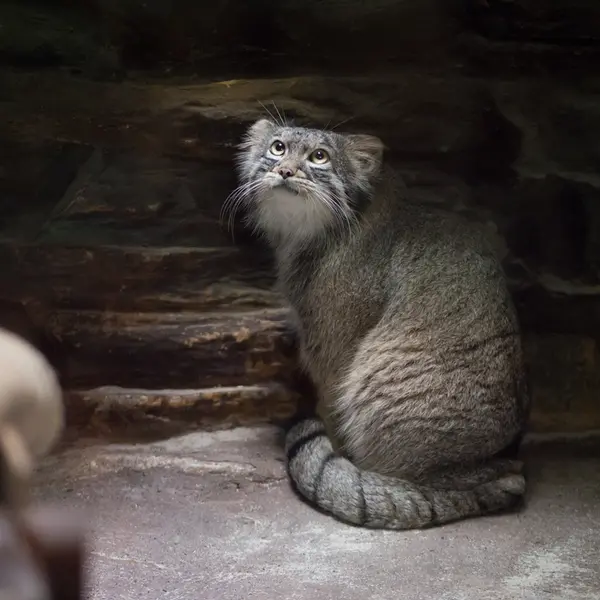 Фотография Фиги в Зоопарке Уено