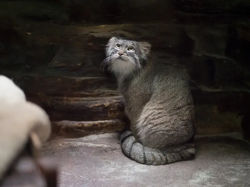 Фотография Фиги в Зоопарке Уено