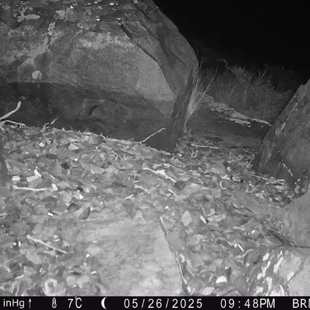 Фотография Сибирского Манула с фотоловушки Киикбай