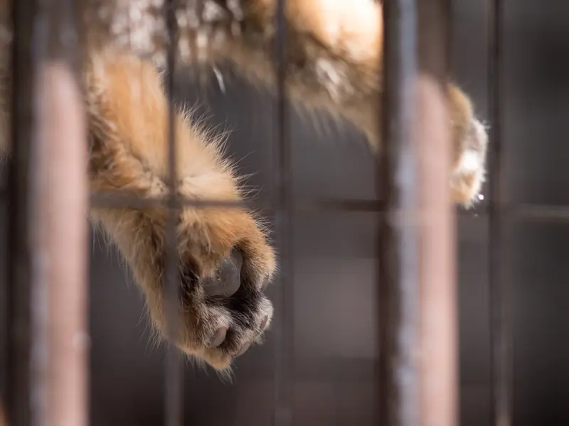 Фотография Фиги в Зоопарке Ногеяме