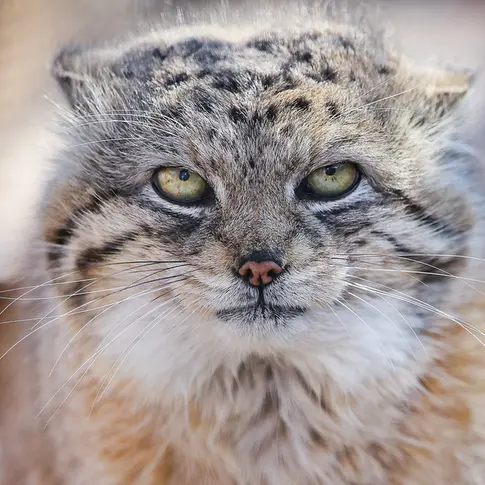 Фотография Йеши в Зоопарке Красная река