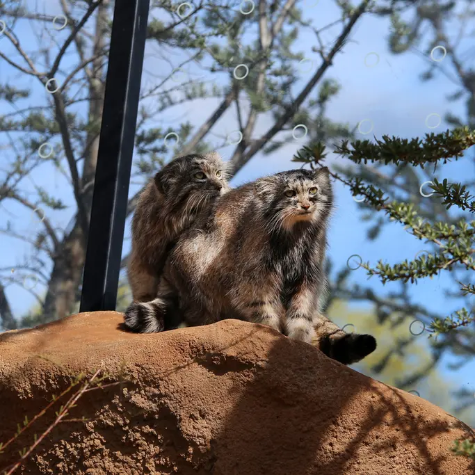 Фотография Принцессы и Спая в Пражском Зоопарке