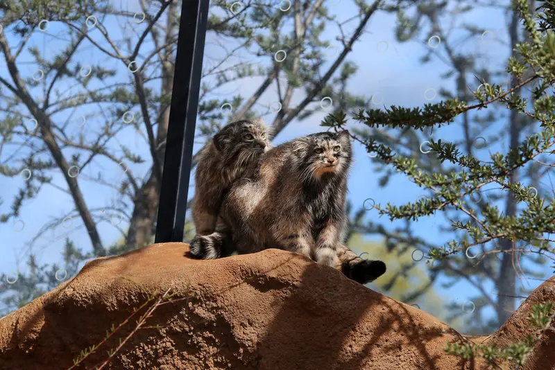 Фотография Принцессы и Спая в Пражском Зоопарке
