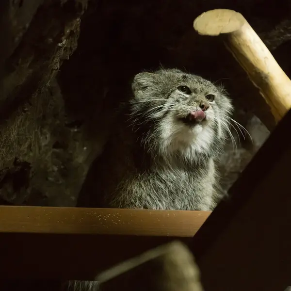 Фотография Клёна в Зоопарке Уено