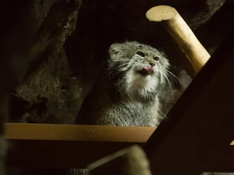 Фотография Клёна в Зоопарке Уено