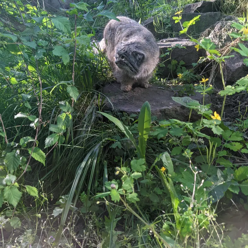 Фотография Бохуша в Будапештском Зоопарке