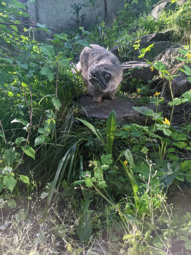 Фотография Бохуша в Будапештском Зоопарке