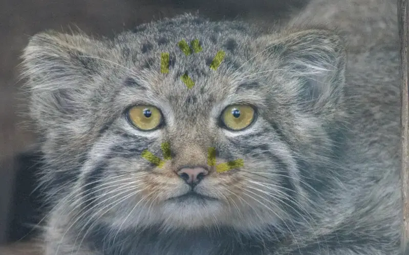 Фотография с манулом