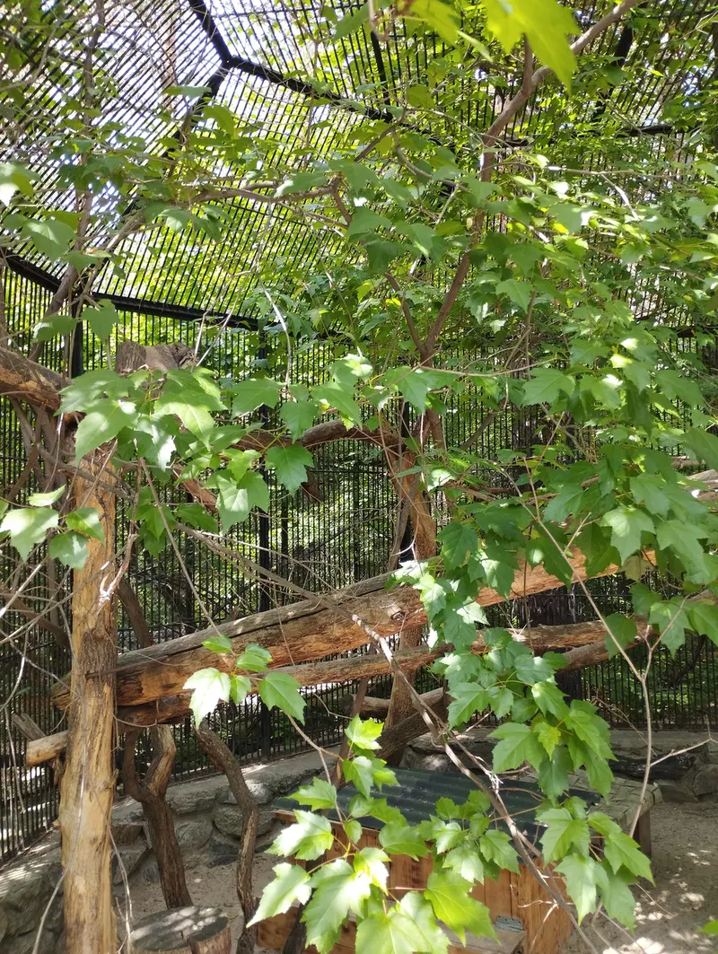 Фотография с манулом в Новосибирском Зоопарке