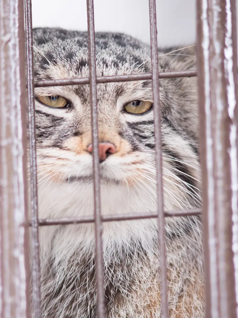 Фотография Фиги в Зоопарке Ногеяме