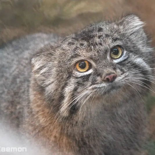 Фотография Нара в Царстве Животных Кобе