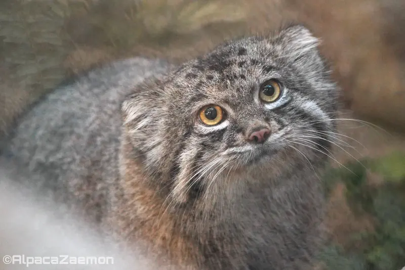 Фотография Нара в Царстве Животных Кобе