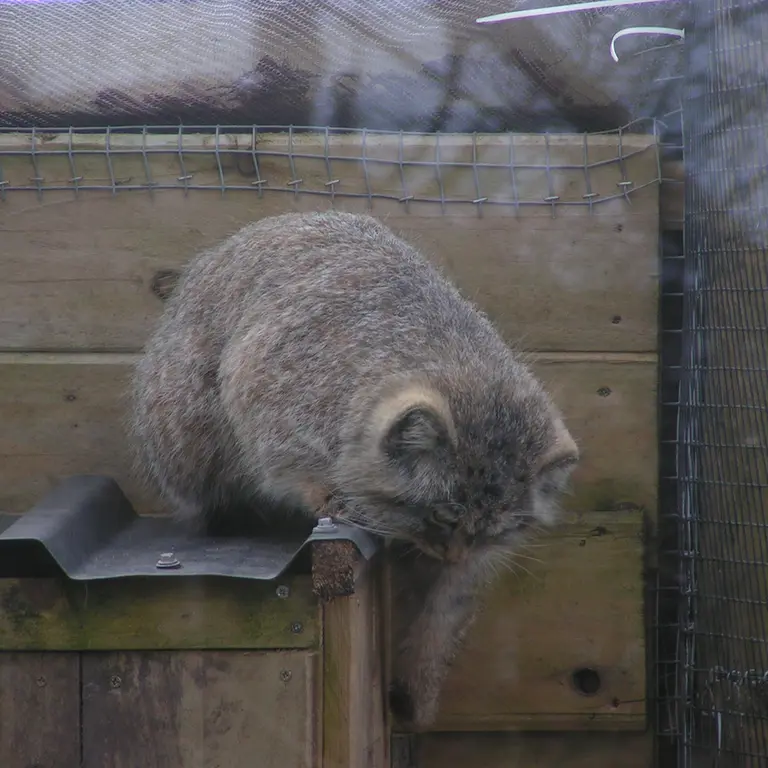 Фотография Алтая в Лэйклэнде Вайлдлайф Оазисе