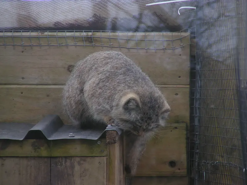 Фотография Алтая в Лэйклэнде Вайлдлайф Оазисе