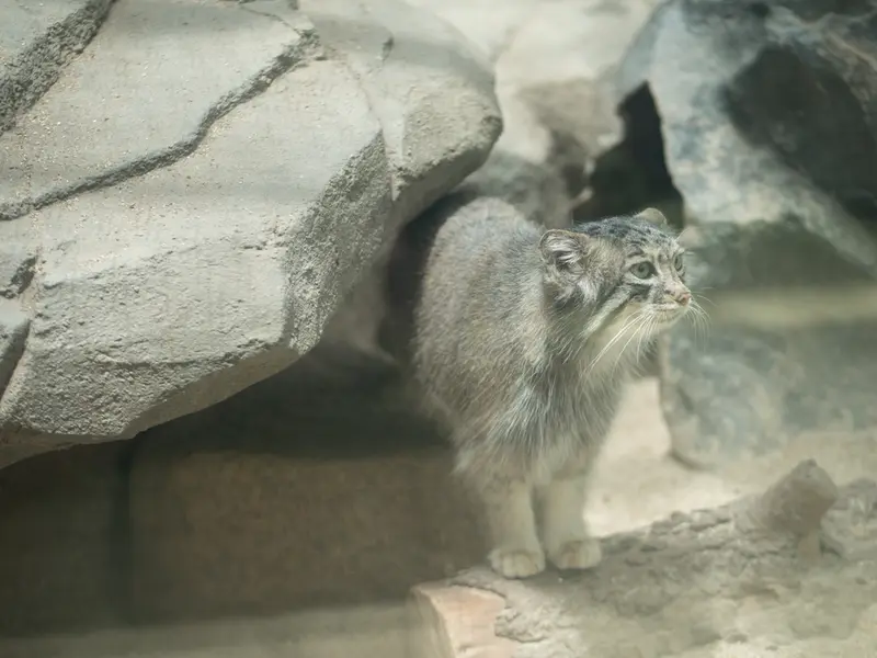 Фотография Аз в Царстве Животных Кобе