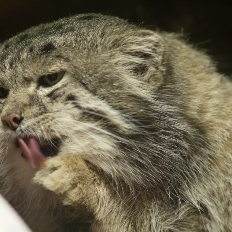 Фотография Клёна в Зоопарке Уено