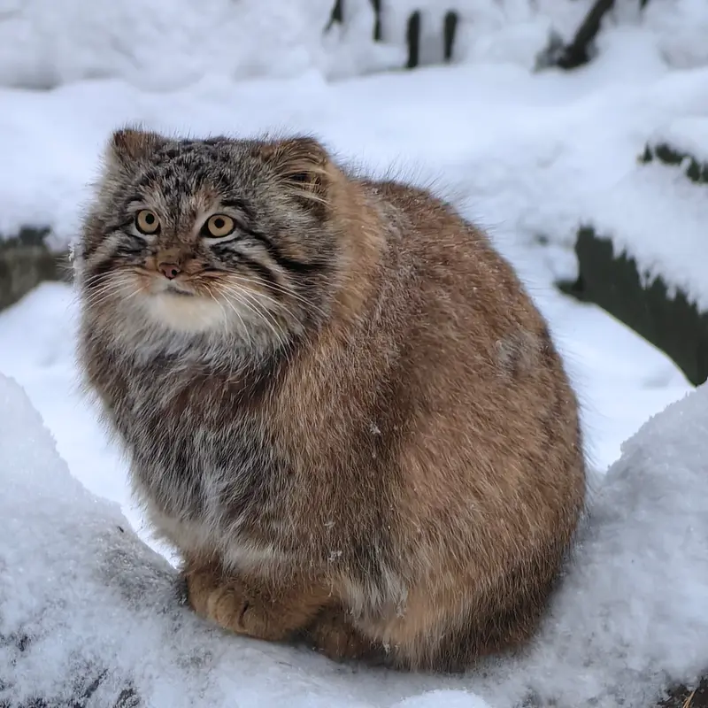 Фотография Сына Снежинки 2025 г.р. Ⅲ в Новосибирском Зоопарке