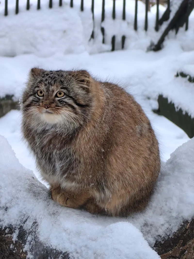 Фотография Сына Снежинки 2025 г.р. Ⅲ в Новосибирском Зоопарке