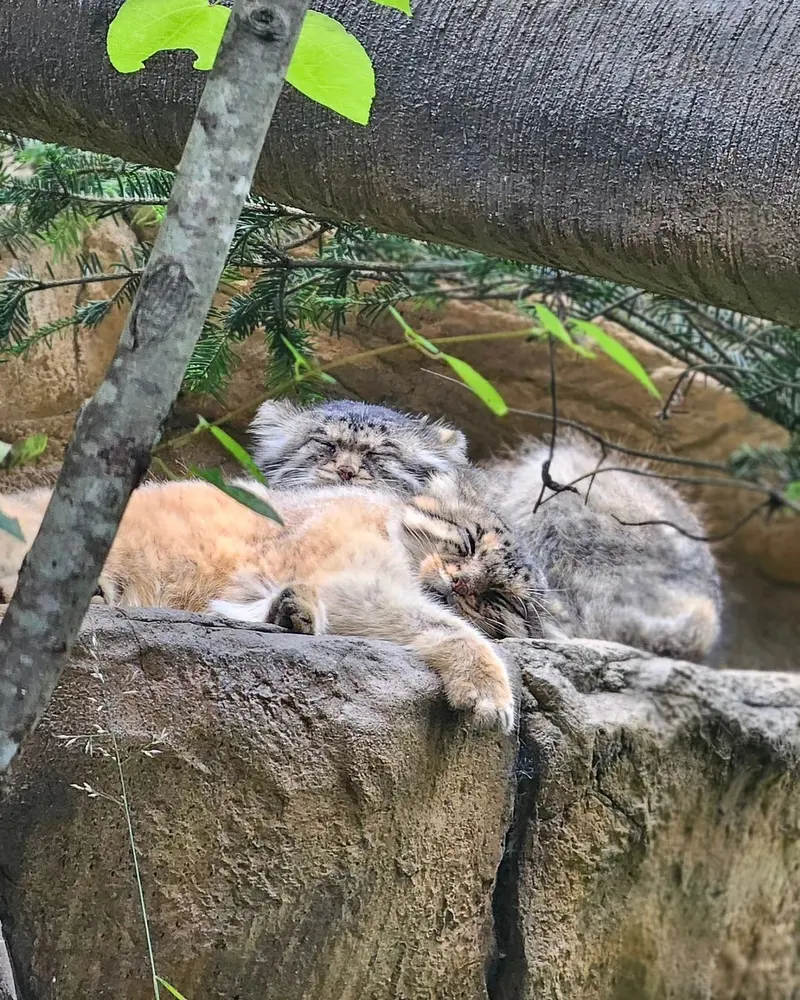 Фотография с манулом