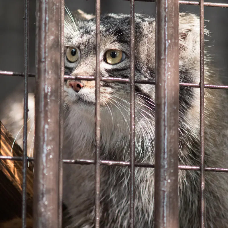 Фотография Фиги в Зоопарке Ногеяме