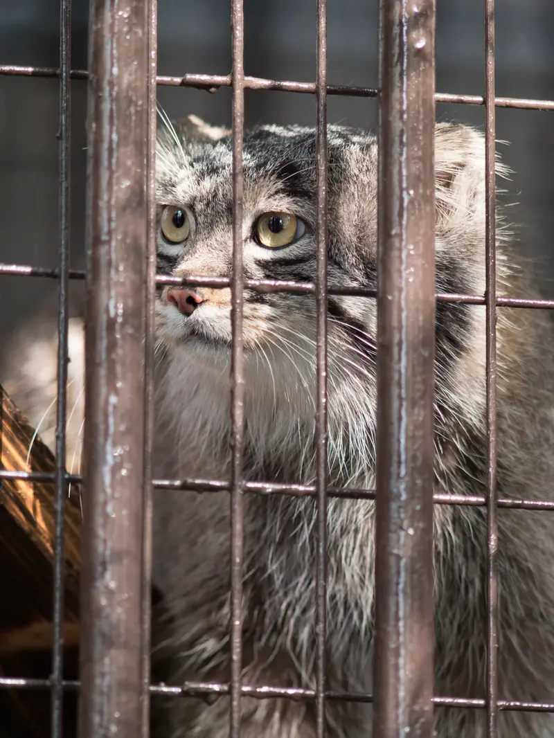 Фотография Фиги в Зоопарке Ногеяме