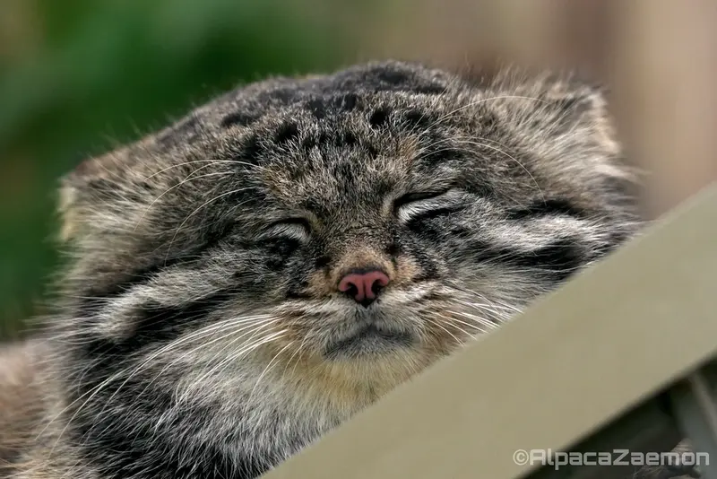 Фотография Нара в Царстве Животных Кобе