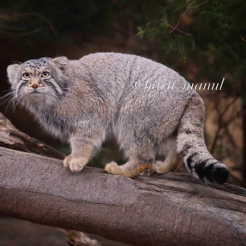 Фотография Нагому в Царстве Животных Насу