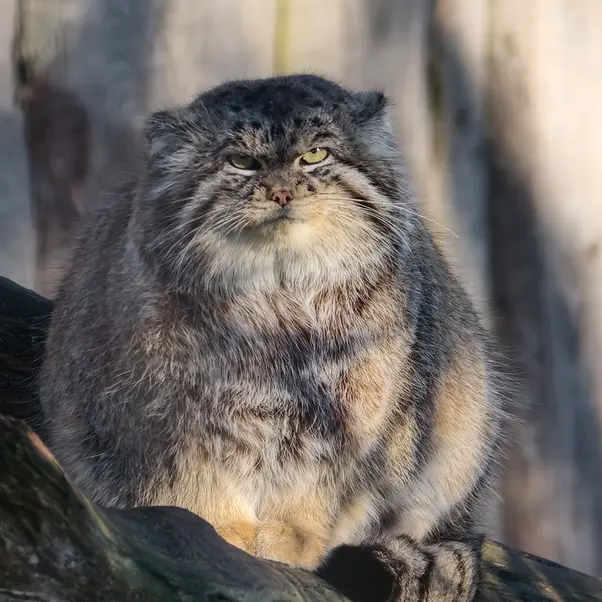 Фотография Ченду в Берлинском Зоопарке