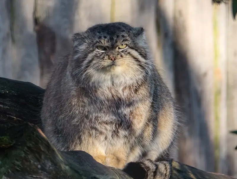 Фотография Ченду в Берлинском Зоопарке