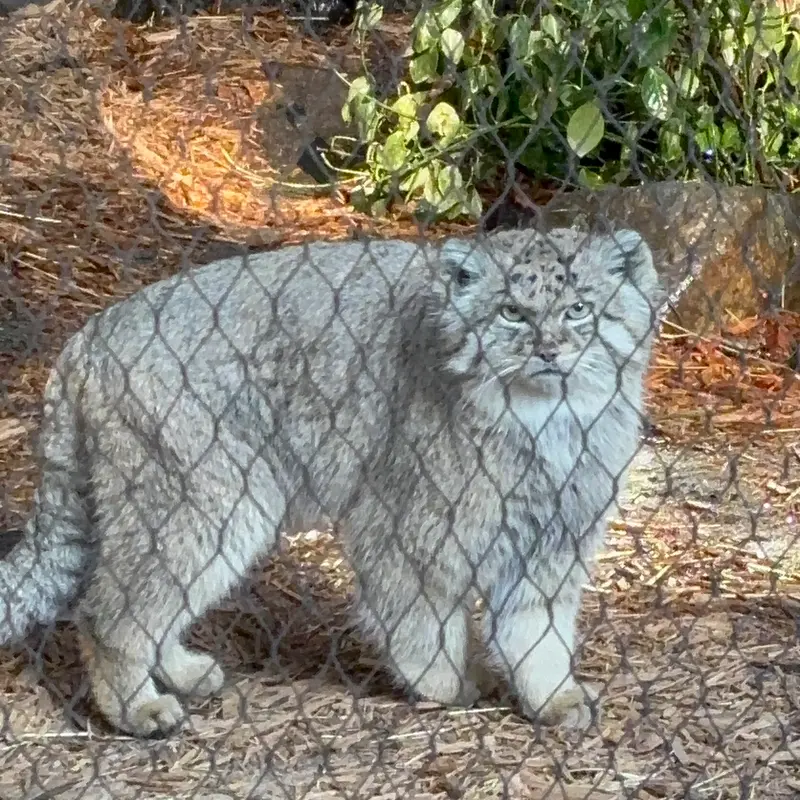 Фотография Бату в Зоопарке Проспект-парка