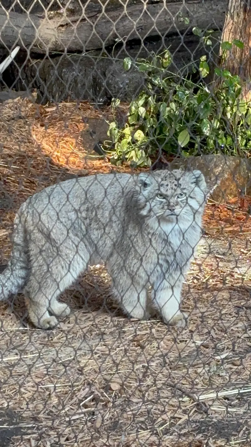 Фотография Бату в Зоопарке Проспект-парка