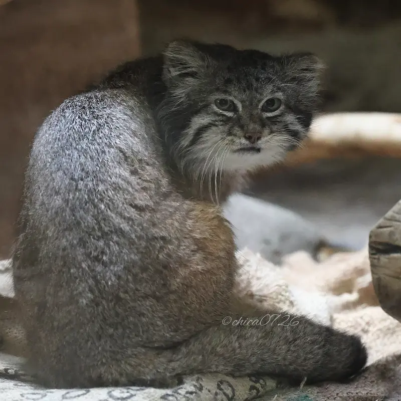 Фотография Клёна в Зоопарке Уено