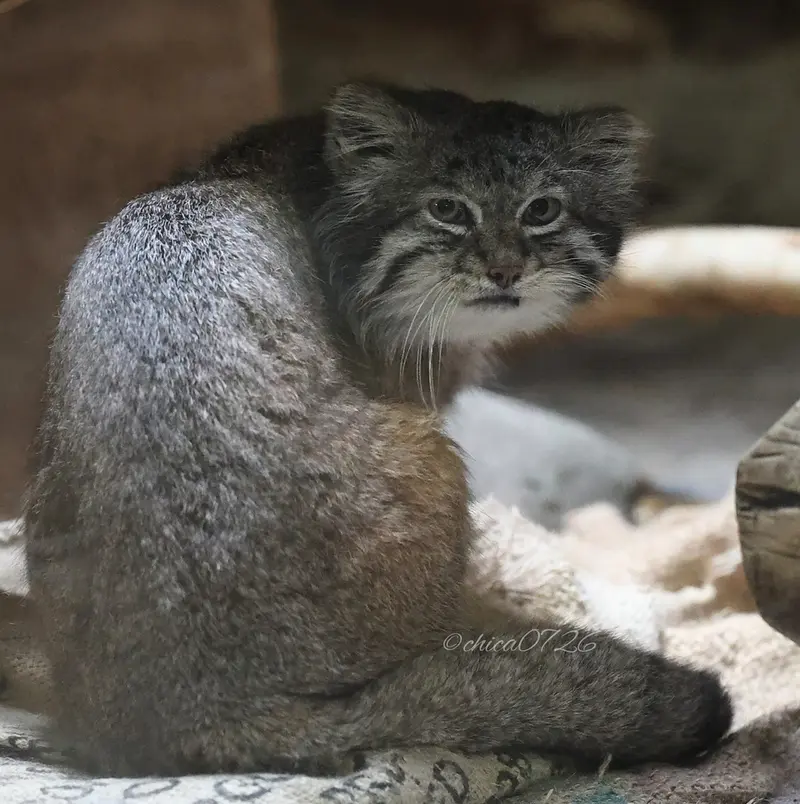 Фотография Клёна в Зоопарке Уено